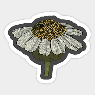 Daisy Flower Drawing Sticker